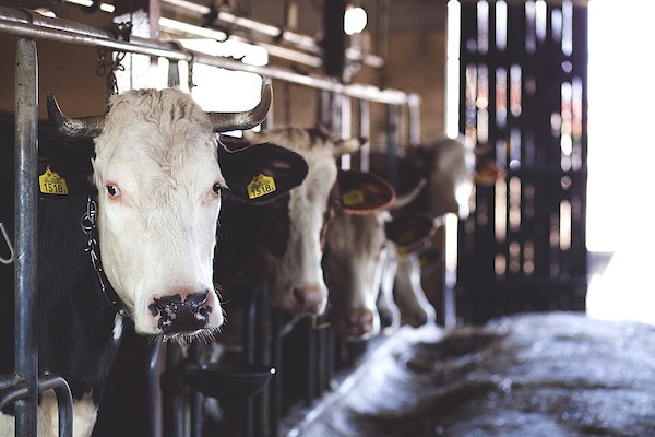 A line of dairy cows in metal stalls inside a barn. The closest cow, a black and white Holstein with visible yellow ear tags and small horns, looks directly at the camera. Other cows are visible behind it, out of focus.