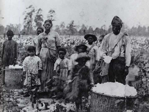 old photograph of a family of slaves working in the cotton fields