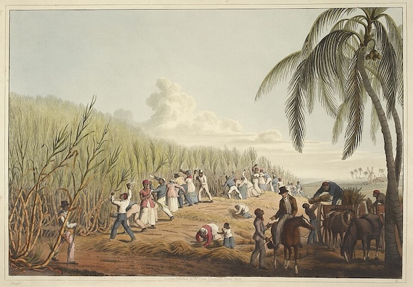 A historical print depicting a bustling scene of enslaved people harvesting sugarcane on a plantation, in a tropical setting. Numerous figures are shown cutting, gathering, and loading sugarcane onto horse-drawn carts, overseen by European figures, all beneath towering sugarcane stalks and palm trees.