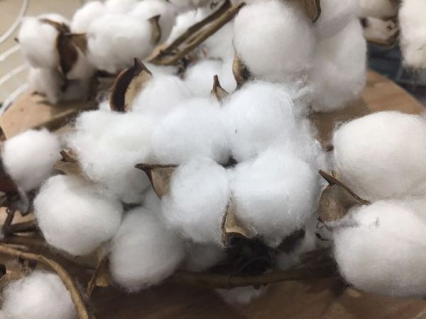 A close-up photograph shows several clusters of fluffy, white cotton balls still attached to their dried, brown branches and carpels. The soft fibers spill from the opened husks and rest on a light-brown wooden surface.