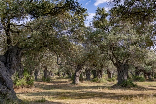 photo of a grove of mature olive trees