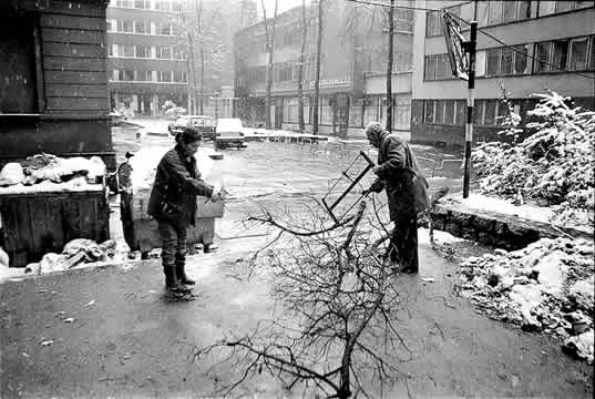 sawing a tree branch in a snowy city street