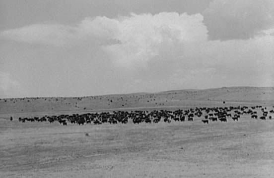 cattle on the plains