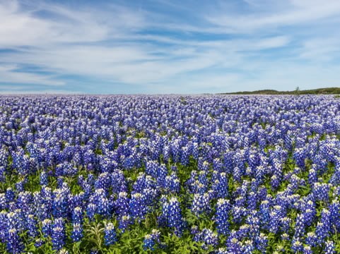 an open field of bluebonnets