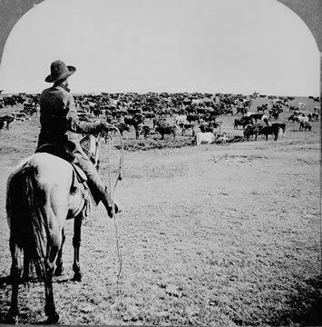 man on horseback with cattle in background