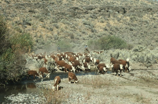 cowboys herding cattle alongside a watering hole