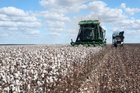 This image can show a Texas farm or field where crops are grown to be sold.