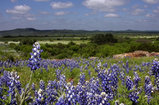 a field of bluebonnets with hills in the background