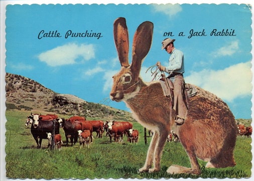 postcard showing a cowboy riding on a giant jackrabbit with cattle in the background, reads “Cattle punching on a jack rabbit”