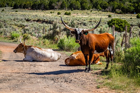 three longhorn cattle on the plain