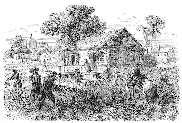 Illustration of laborers working in a tobacco field in Jamestown, Virginia, in 1615. Several figures are shown planting, tending, and drying tobacco, with simple colonial buildings in the background.