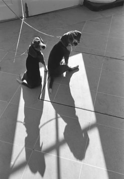 Two beagles