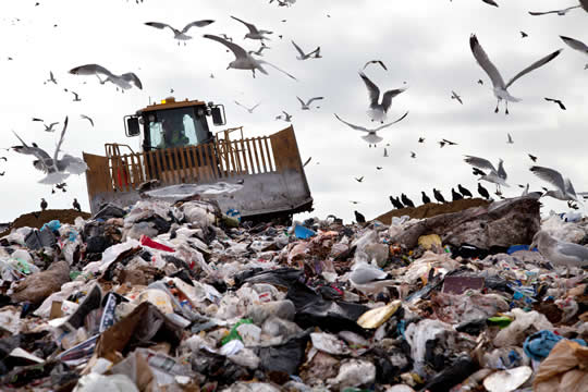 bulldozer and birds amongst the trash